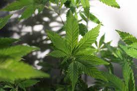 Body Absorbs CBD