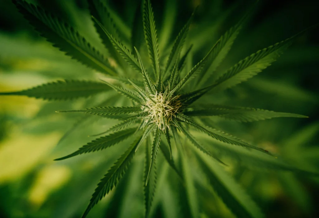 Body absorb cbd