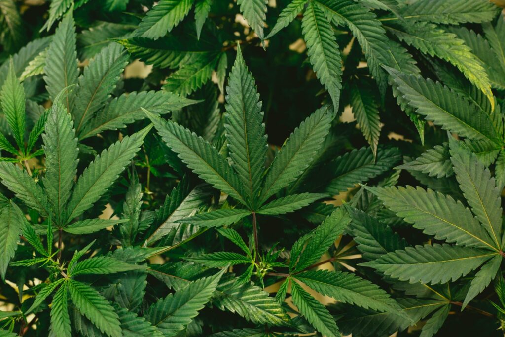 CBD for Faster Absorption