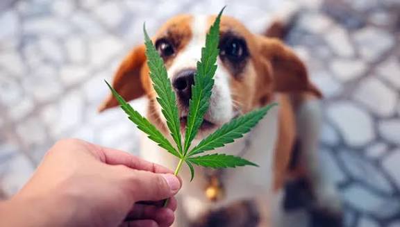 CBD Dog Wellness Routine